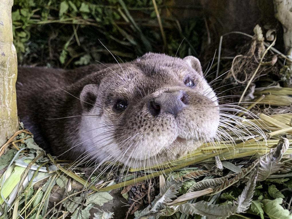 臺北市立動物園舉辦「兒童月暨世界地球日」系列活動-動物同學會